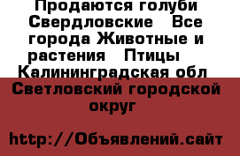 Продаются голуби Свердловские - Все города Животные и растения » Птицы   . Калининградская обл.,Светловский городской округ 